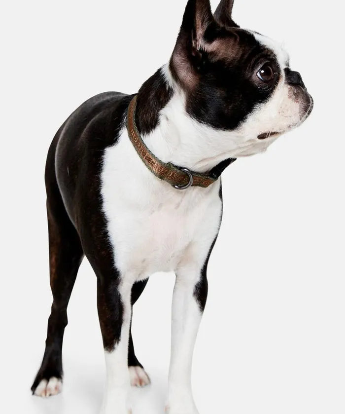 Accessories Ilse Jacobsen Vov and Vuf Dog Collar Extra Small 8211 Army Otter
